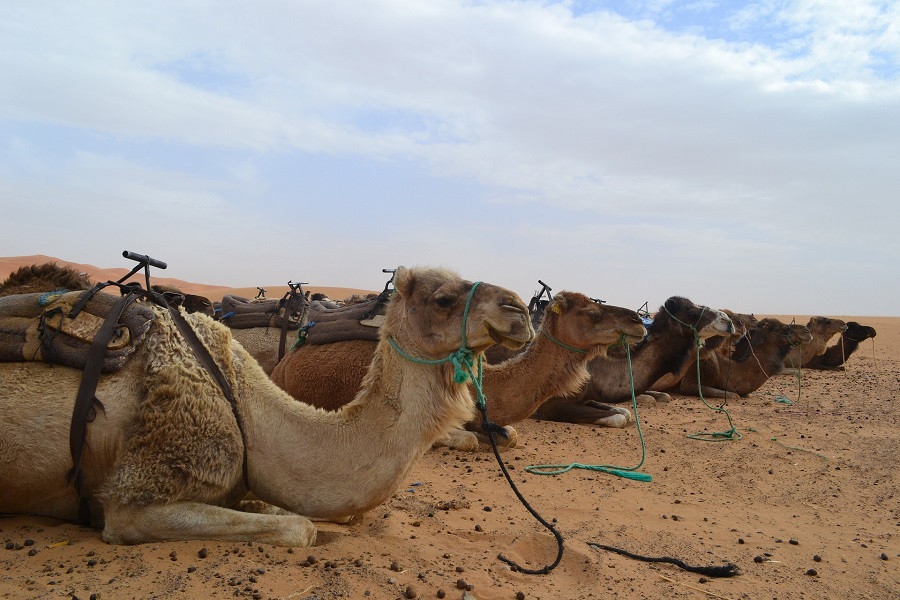 5 days Tangier to Marrakech